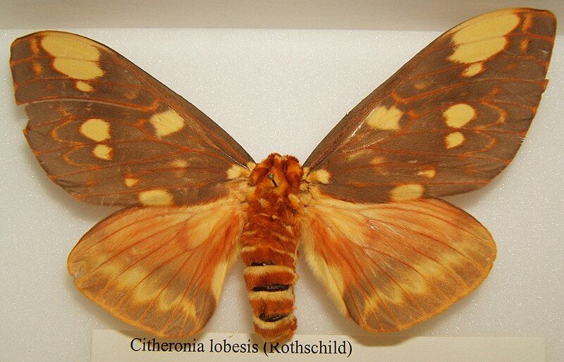 File:Citheronia lobesis sjh.jpg