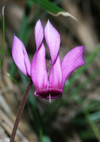 File:Cyclamen purpurascens 280803.jpg