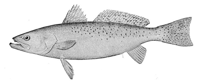 File:Cynoscion nebulosus.jpg