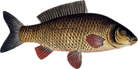 A carp, an example of a teleost