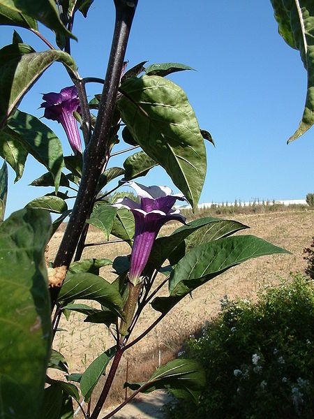 File:Datura metel Fastuosa2944475918.jpg