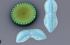 Diatom