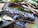 Coastal Giant Salamander