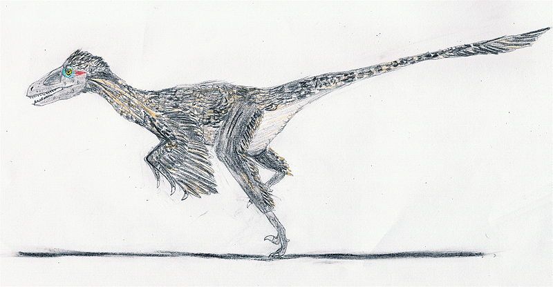 File:Dromaeosaurus EF.jpg