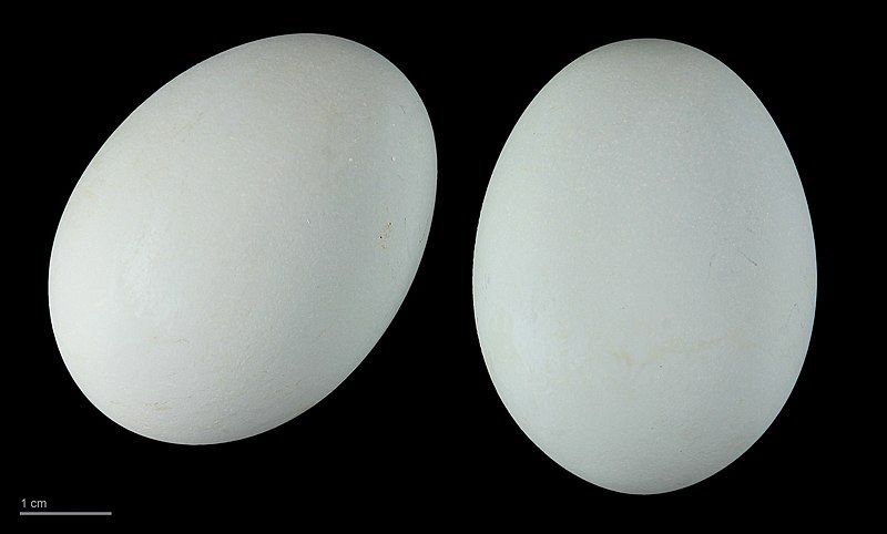 File:Egretta gularis MHNT.ZOO.2010.11.50.6.jpg