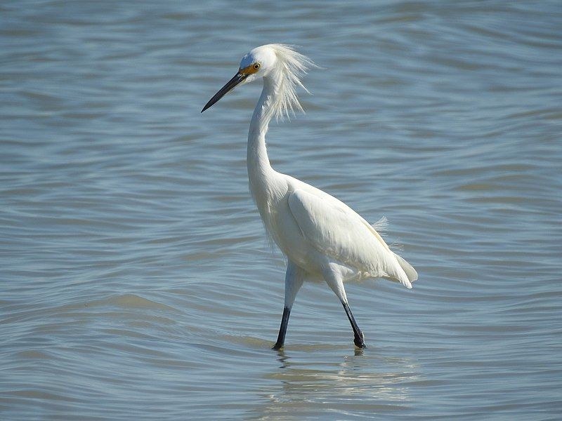 File:Egretta thula 59354876.jpg