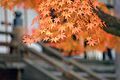 Autumn at Eikando, Kyoto