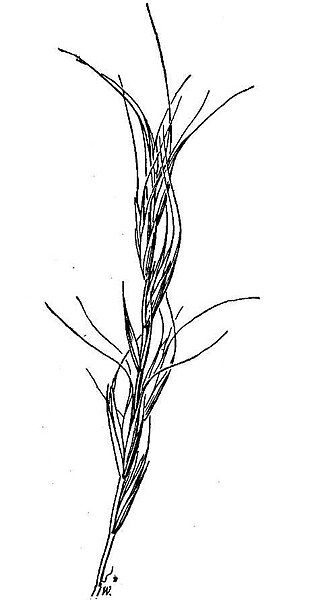 File:Elymus sierrae HC-1950.jpg