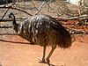 An emu