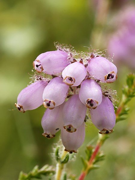 File:Erica tetralix.jpg