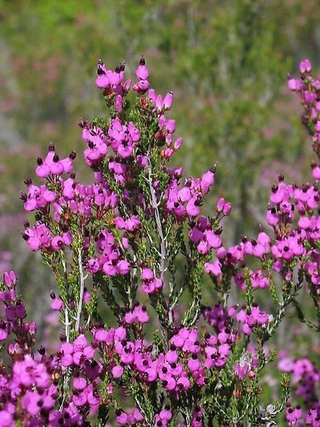 File:Erica umbellata. Queiruega.jpg