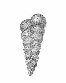 Heterohelix, an extinct genus of benthic forams