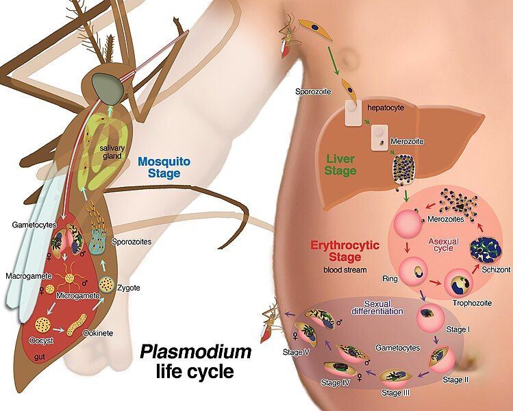 File:Falciparum-life-cycle-final.jpg