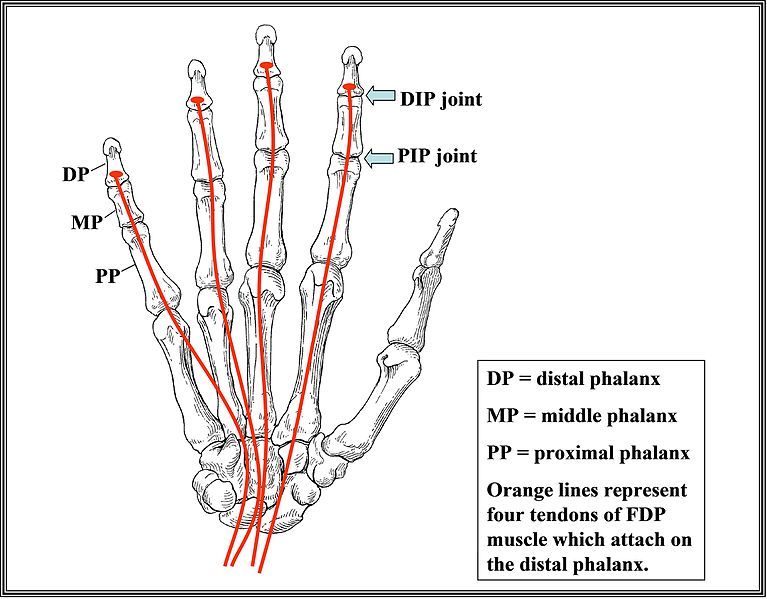 File:Fingers1.jpg