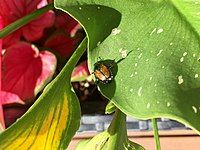 Japanese beetle feeding on calla lily, Ottawa, Ontario, Canada