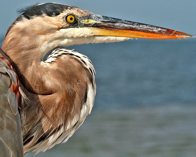 File:GBH Profile Close.jpg