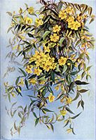 Carolina Jessamine