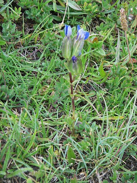 File:Gentiana utriculosa01.jpg