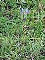 Gentiana utriculosa