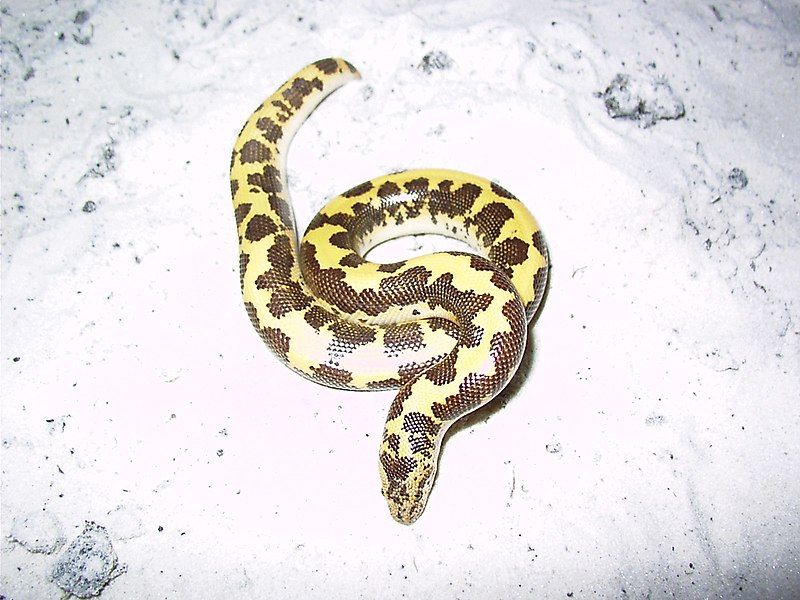 File:Gongylophis colubrinus loveridgei.jpg