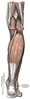 Gastrocnemius