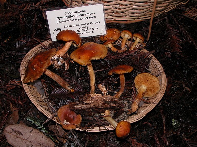 File:Gymnopilus luteocarneus.jpg