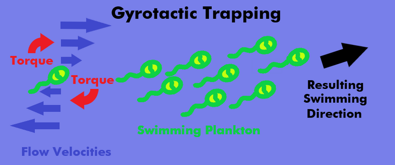 File:Gyrotactic Trapping.png