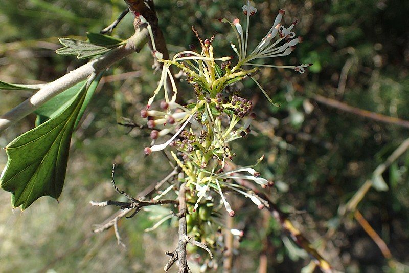 File:Hakea varia.jpg