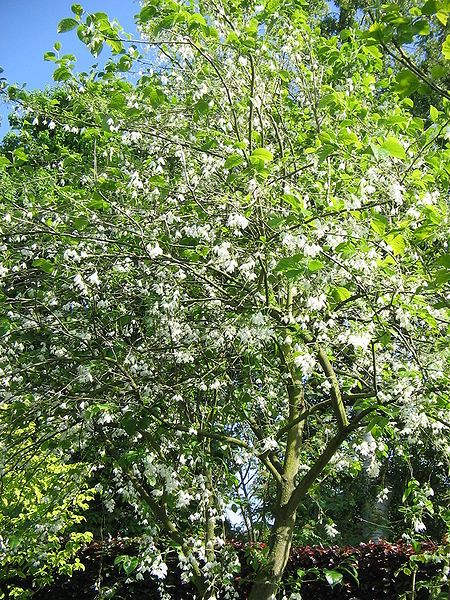 File:Halesia carolina01.jpg