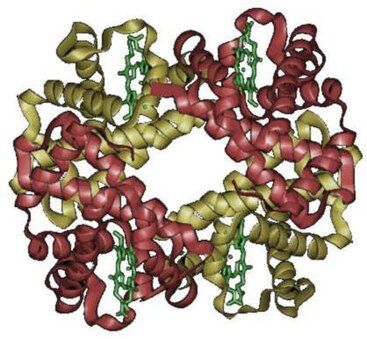 hemoglobin protein structure