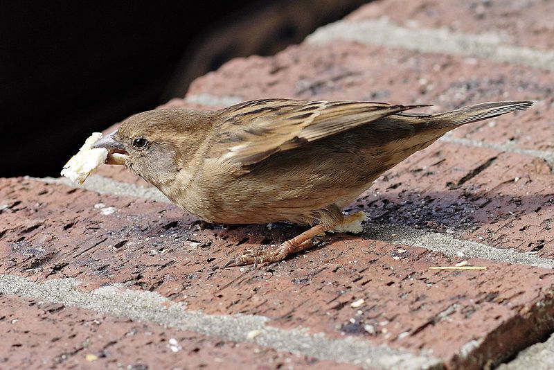 File:House sparrow02.jpg