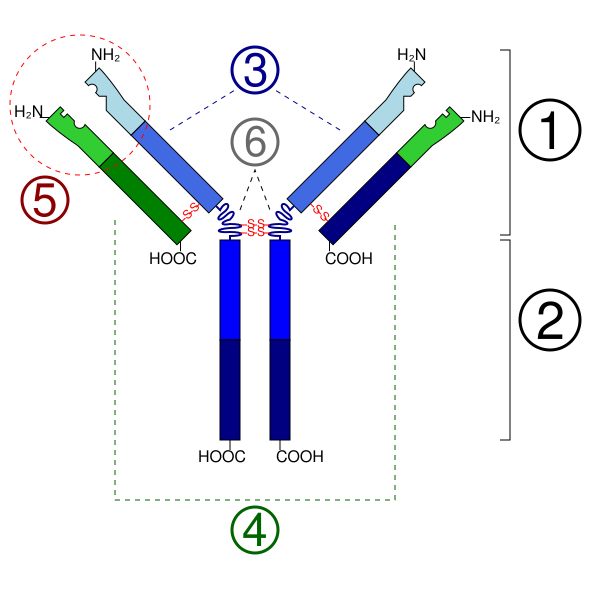 File:Immunoglobulin basic unit.svg