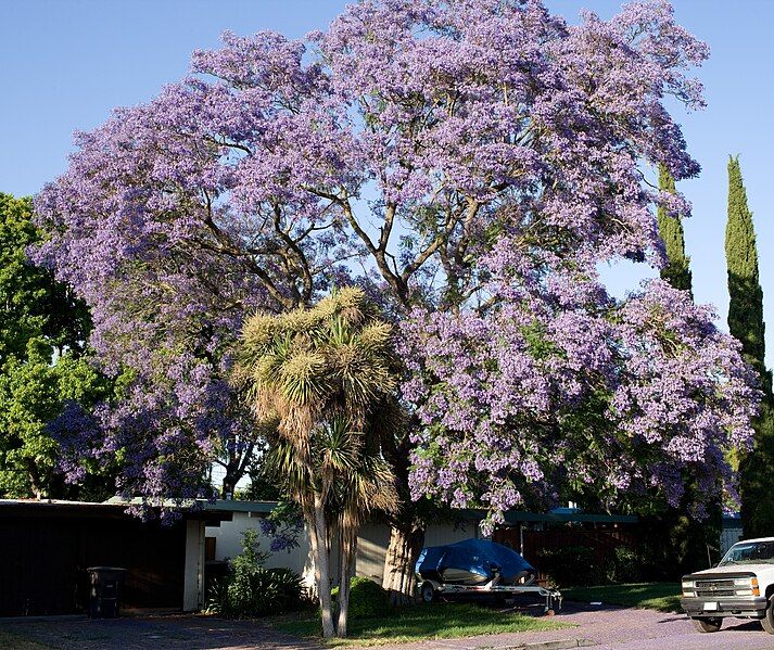 File:Jacaranda resize.jpg