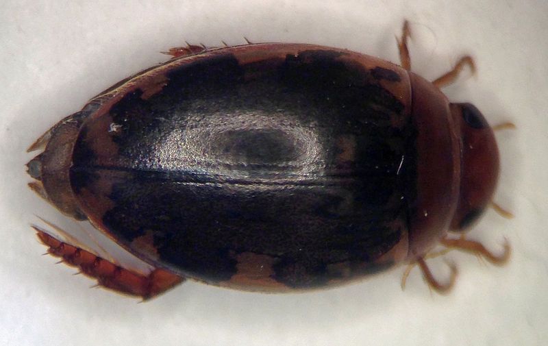 File:Laccophilus maculosus 2.JPG