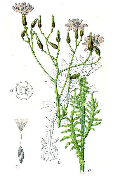 File:Lactuca perennis Sturm47.jpg