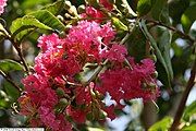 'Tuskegee' cultivar flowers