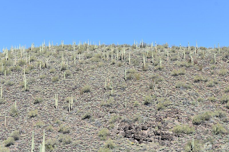 File:Lake Pleasant Cacti.jpg