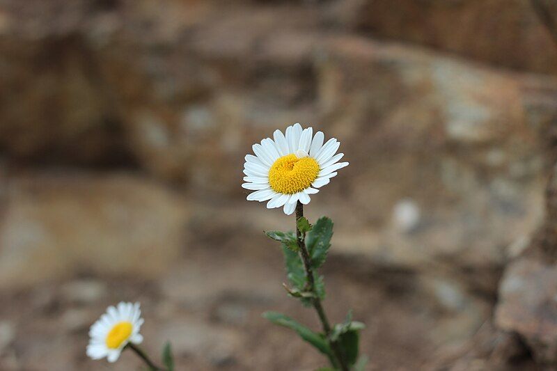 File:Leucanthemum ircutianum 2.jpg