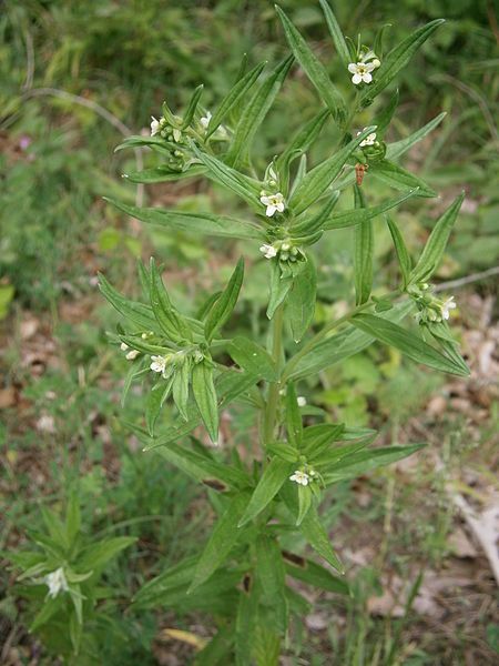 File:Lithospermum officinale 01.JPG