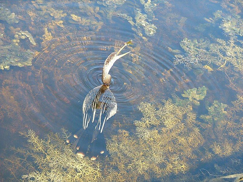 File:LoxahatcheeAnhinga.jpg