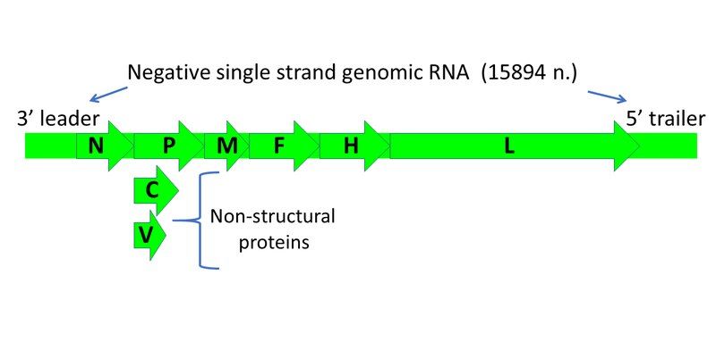 File:MV genome.tif