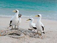 Masked boobies (Sula dactylatra)