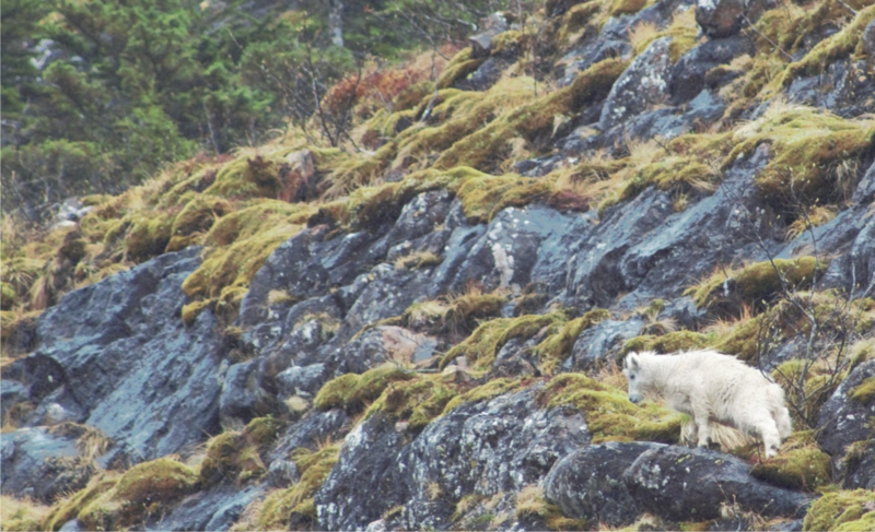 File:Mountain goat KNWR.png