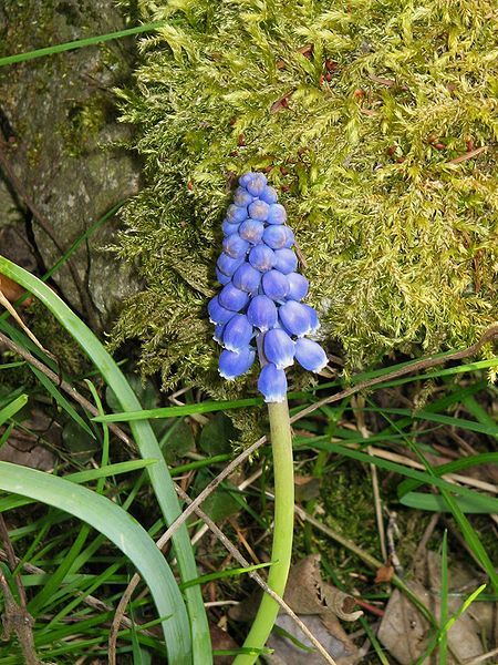 File:Muscari armeniacum001.jpg