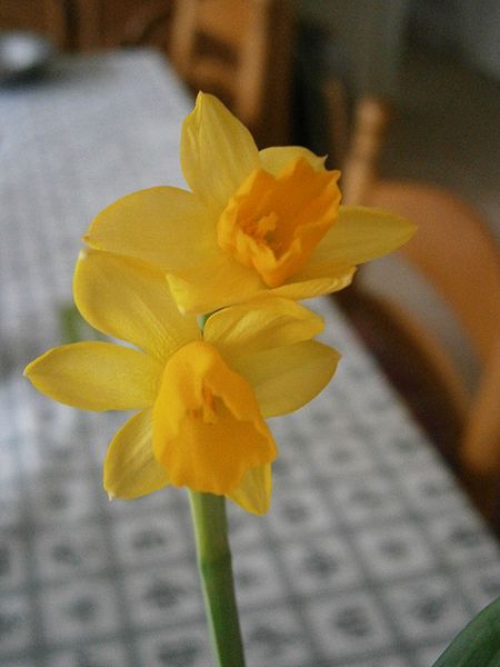 File:Narcissus 'Tête-à-tête' RHu.JPG