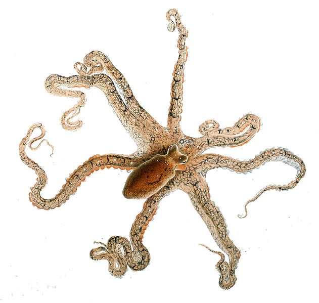 File:Octopus defilippi.jpg