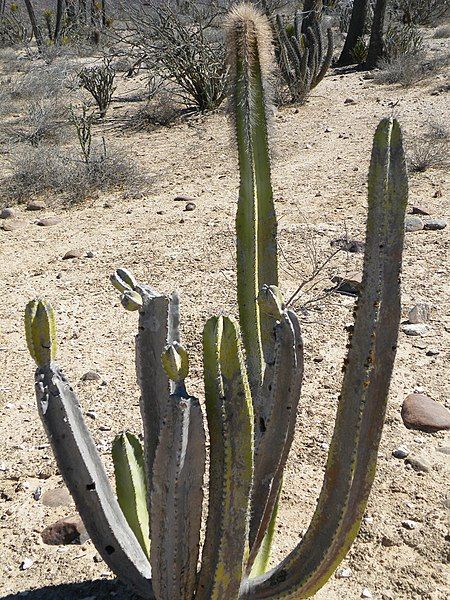 File:Pachycereus schottii (5782222323).jpg