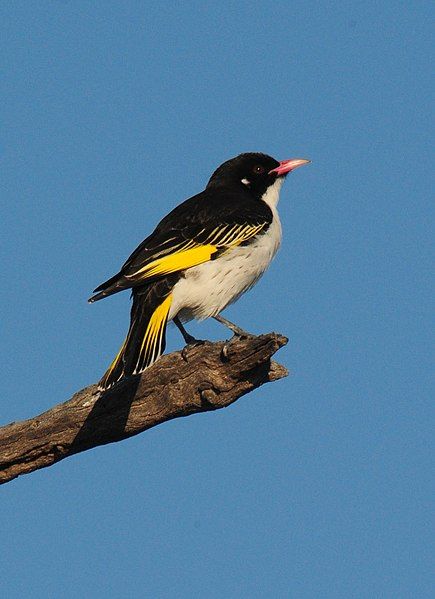 File:Painted honeyeater Profile.jpg