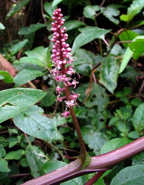 File:Phytolacca sandwicensis 2.jpg