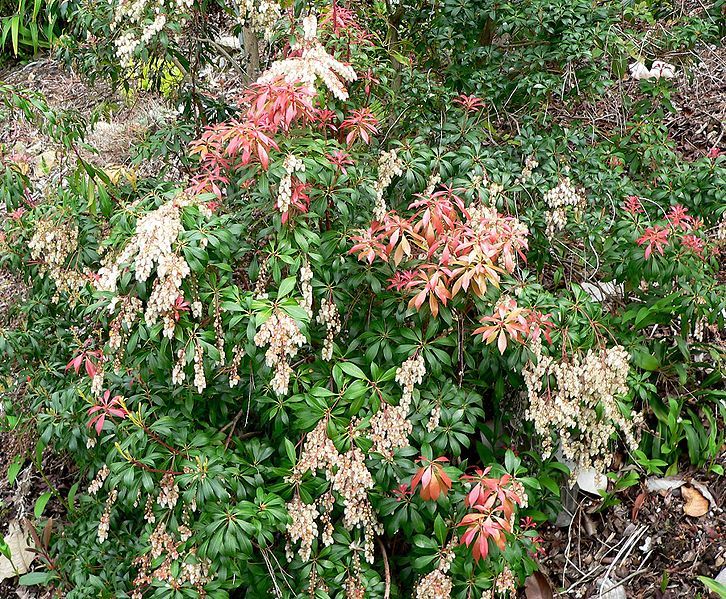 File:Pieris japonica 9.jpg